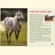 Pferde Buch Pferdewissen Pferde und Ponys