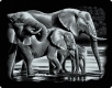 Scraper Kratzbild Elefanten