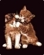 Scraper Kratzbild Katzen Paar