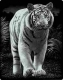 Tiger Kratzbild Scraper